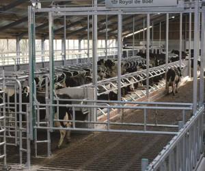 Nieuwe, overjarige hefhekken De Boer/Gea 